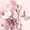 Weißer Magnolienstrauch auf rosafarbenem Hintergrund im minimaoistischem Stil