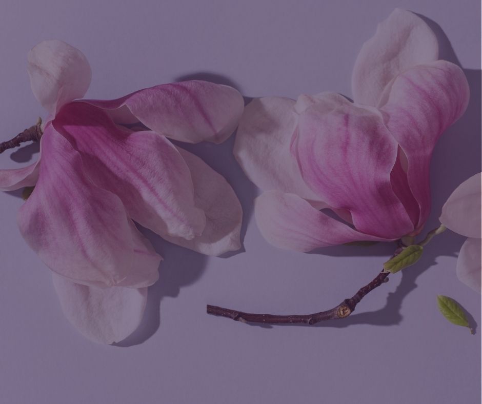 Zwei Magnolien im minimalistischem Stil auf hellviolettem Hintergrund