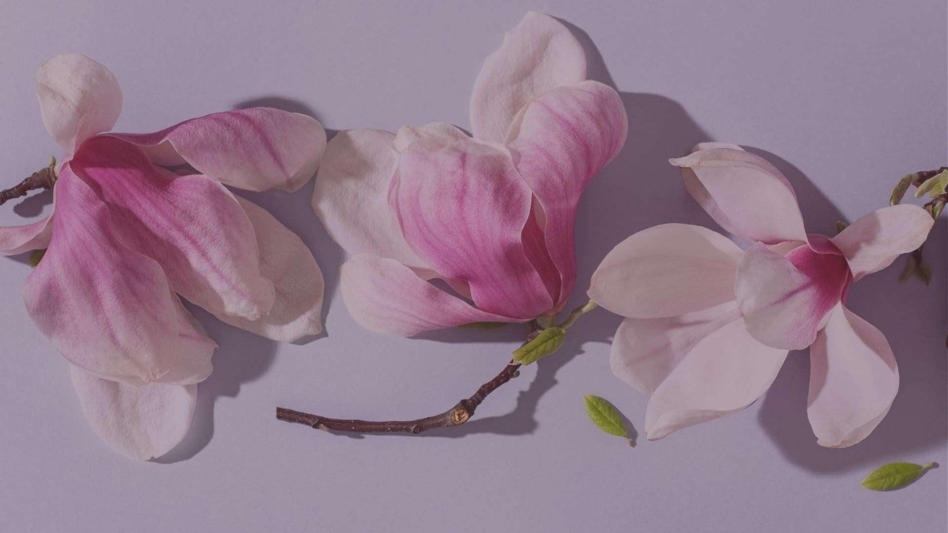 Drei Magnolien im minimalistischem Stil auf hellviolettem Hintergrund