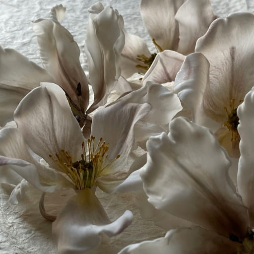 Nahaufnahme zarter Magnolienblüten – natürliche Inhaltsstoffe für sanfte Hautpflege